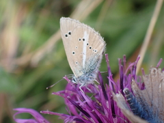 Polyommatus damon