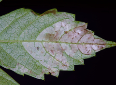 Phyllocnistis ampelopsiella