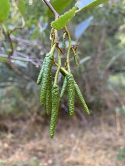 Alnus rhombifolia