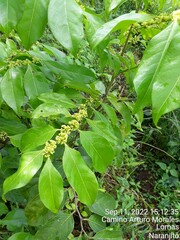 Casearia sylvestris