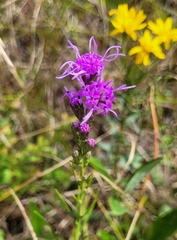 Liatris pilosa