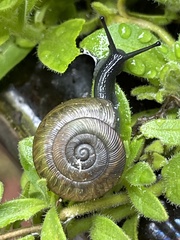 Ventridens ligera