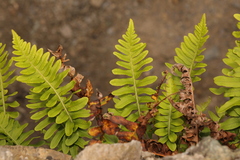Polypodium vulgare