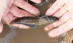 Ulvaria subbifurcata