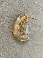 Chrysaora fuscescens