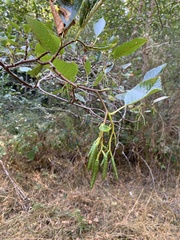 Alnus rhombifolia