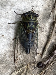 Neotibicen