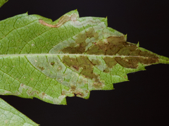 Phyllocnistis ampelopsiella