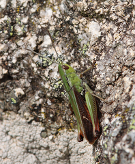 Stenobothrus lineatus