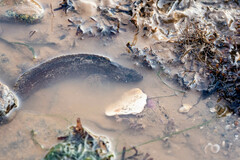 Ulvaria subbifurcata