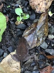 Rhinella alata