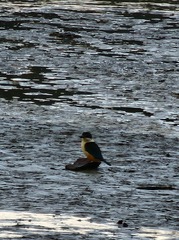 Todiramphus sanctus vagans