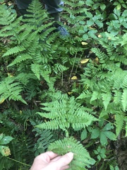 Dryopteris