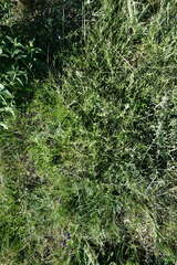 Convolvulus holosericeus