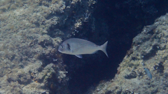 Sparus auratus