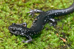 Plethodon cylindraceus