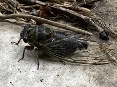 Neotibicen