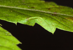 Phyllocnistis ampelopsiella