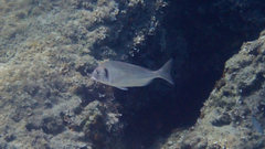 Sparus auratus