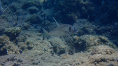 Sparus auratus