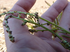 Atriplex littoralis