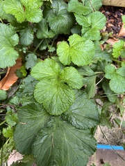 Geum macrophyllum