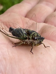 Neotibicen