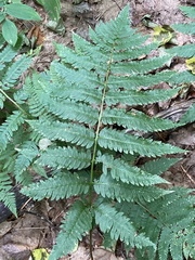 Dryopteris goldieana