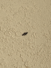 Desmia