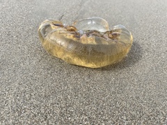 Chrysaora fuscescens