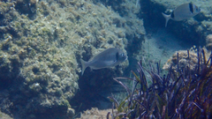 Sparus auratus