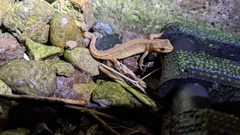 Lissotriton