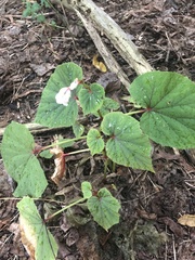Begonia grandis