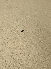 Desmia