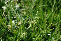 Convolvulus holosericeus