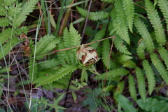 Herpetogramma theseusalis