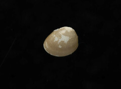 Nucula proxima