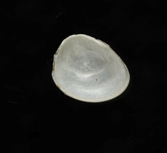 Nucula proxima