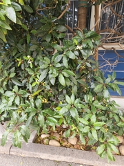 Photinia serratifolia