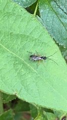 Diplazon laetatorius