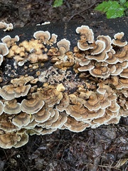 Trametes ochracea