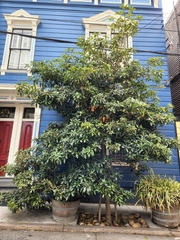 Photinia serratifolia