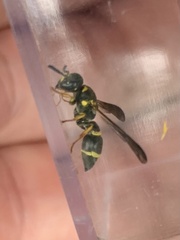 Parancistrocerus