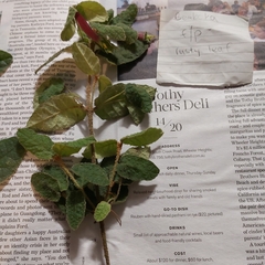 Correa reflexa reflexa