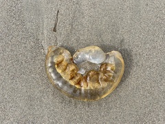 Chrysaora fuscescens