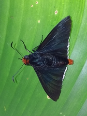 Pyrrhopyge
