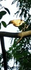 Tigrisoma mexicanum