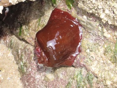 Actinia equina