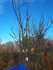 Fraxinus nigra