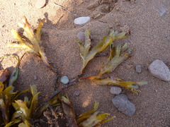 Fucus serratus